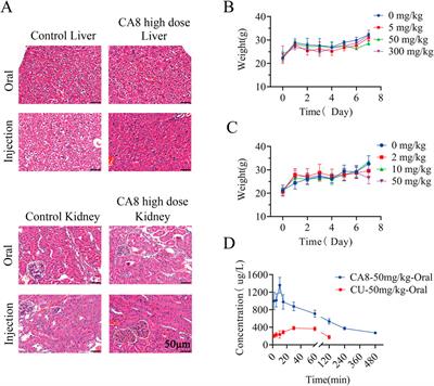 Preparation and anti-colon cancer effect of a novel curcumin analogue (CA8): in vivo and in vitro evaluation